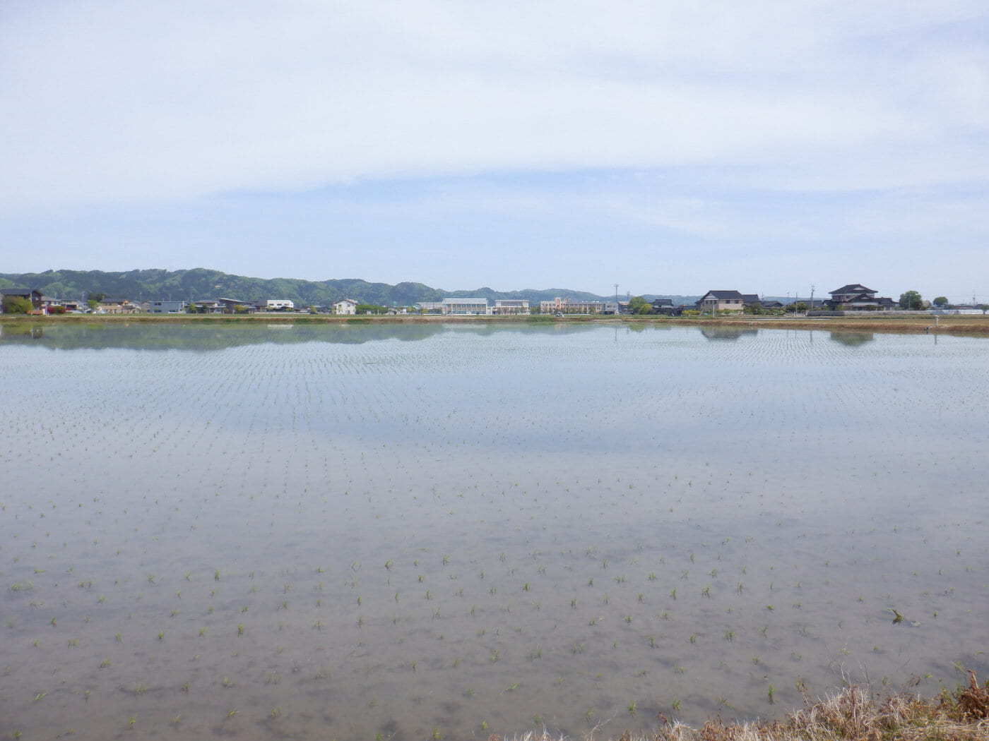 水面に映る青空や新緑
